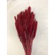SETARIA  24" Red- OUT OF STOCK
